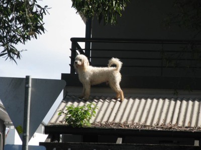 Dog on a tin roof